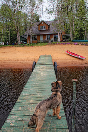Plage vue du bateau avec Sunshine Le Chien Loup - Pure Perception